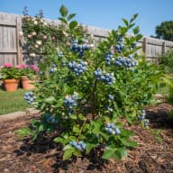 Blueberries