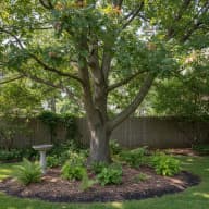 Northern Red Oak