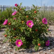 Rosa Rugosa
