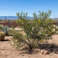 Creosote Bush