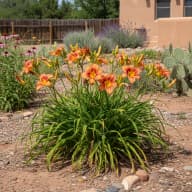 Daylily