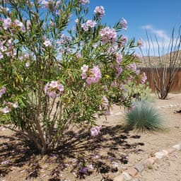 Desert Willow