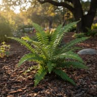 Christmas Fern