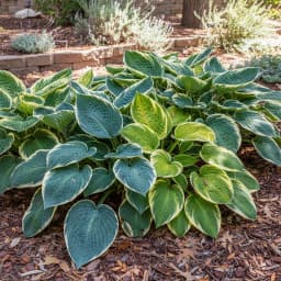 Hosta