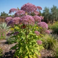 Joe-Pye Weed