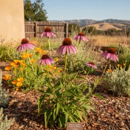 Purple Coneflower