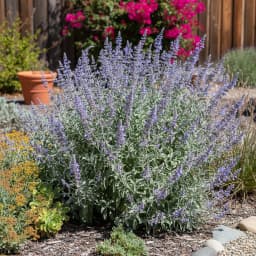 Russian Sage