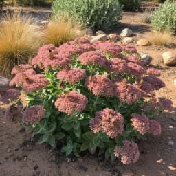 Sedum