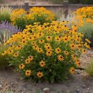 Black-Eyed Susan