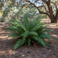 Christmas Fern