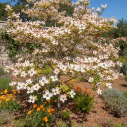 Flowering Dogwood