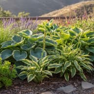 Hostas