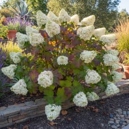 Oakleaf Hydrangea