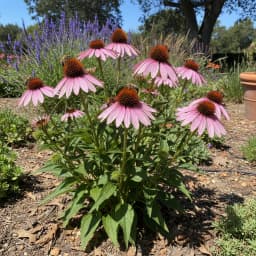 Purple Coneflower