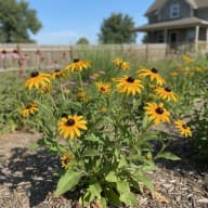 Black-Eyed Susan