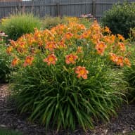 Daylily