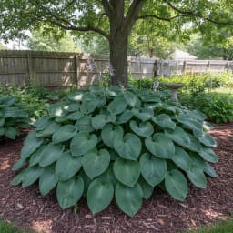 Hostas