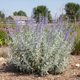 Russian Sage