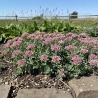 Sedum