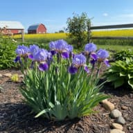 Siberian Iris