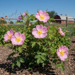 Wild Prairie Rose