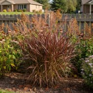 Big Bluestem