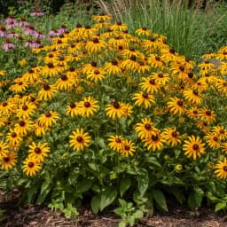 Black-Eyed Susan
