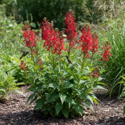 Cardinal Flower