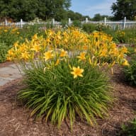 Daylily