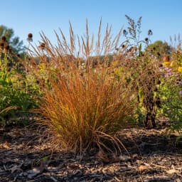 Little Bluestem