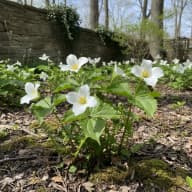 Trillium
