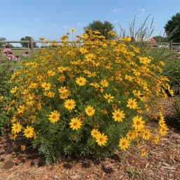 Coreopsis