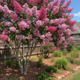 Crepe Myrtle