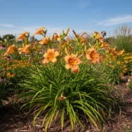 Daylily