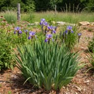 Siberian Iris