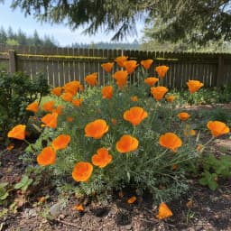 California Poppy