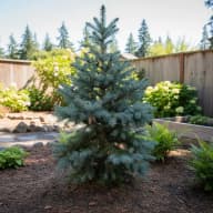 Douglas Fir