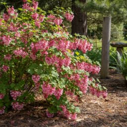 Red-Flowering Currant