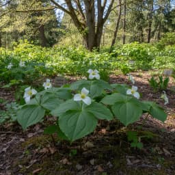 Trillium