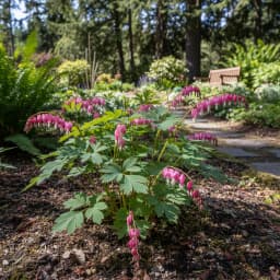 Western Bleeding Heart
