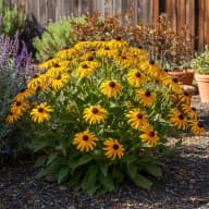 Black-Eyed Susan