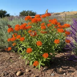 Butterfly Weed