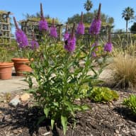 Ironweed
