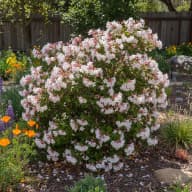 Mountain Laurel
