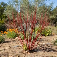 Redtwig Dogwood