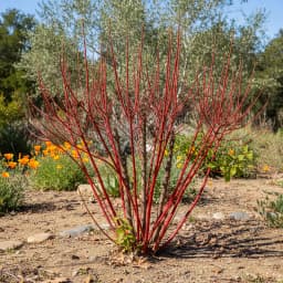 Redtwig Dogwood