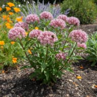 Swamp Milkweed