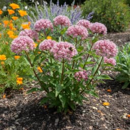 Swamp Milkweed