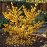 Witch Hazel