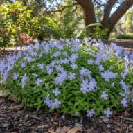 Woodland Phlox